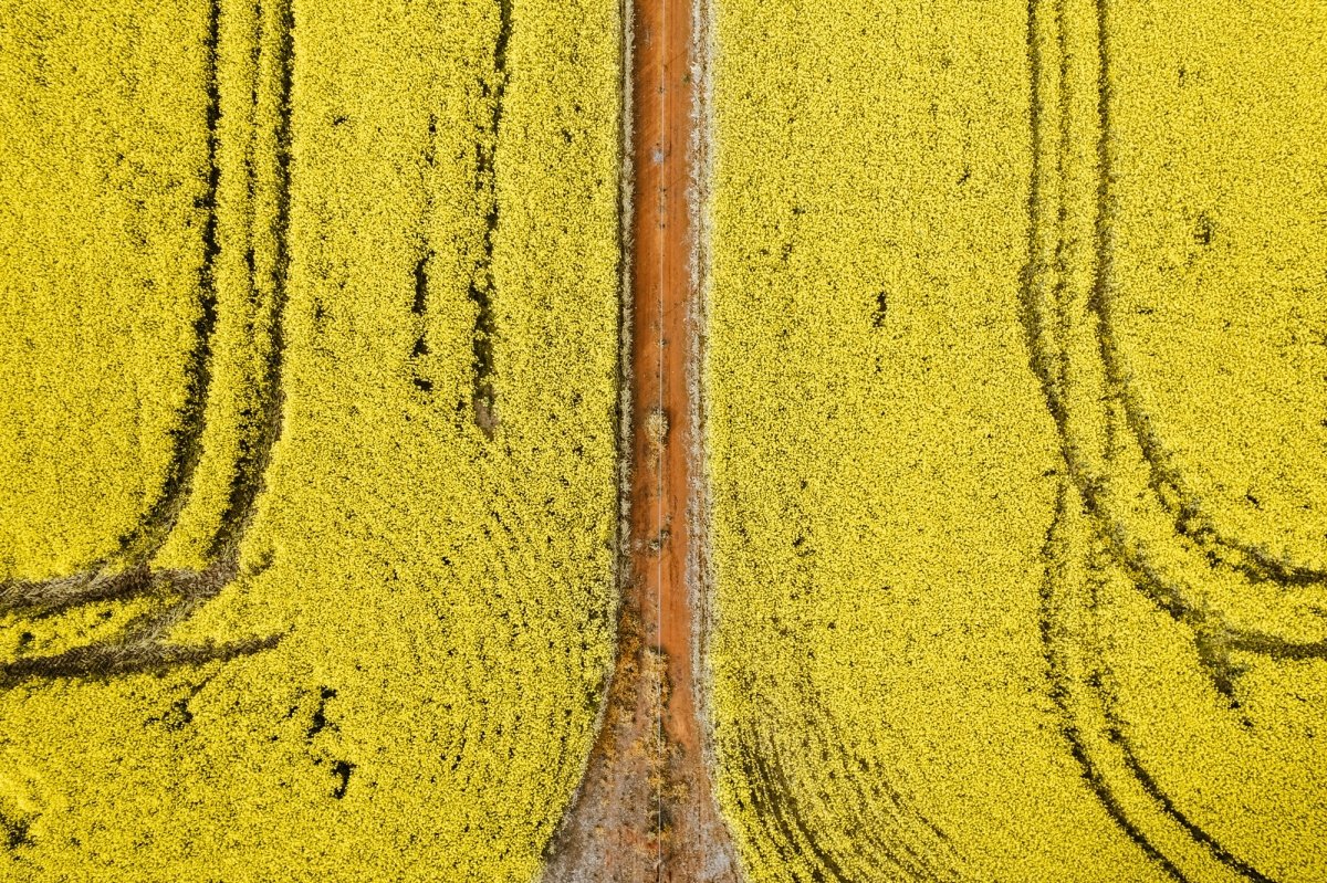 "Canola Course" Photography Print - Belinda Doyle - Australian Photographer & Resin Artist