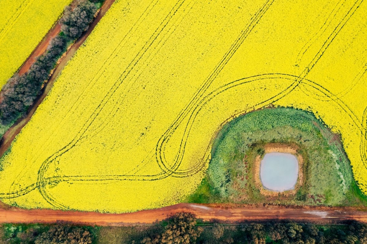 "Canola Way" Photography Print - Belinda Doyle - Australian Photographer & Resin Artist