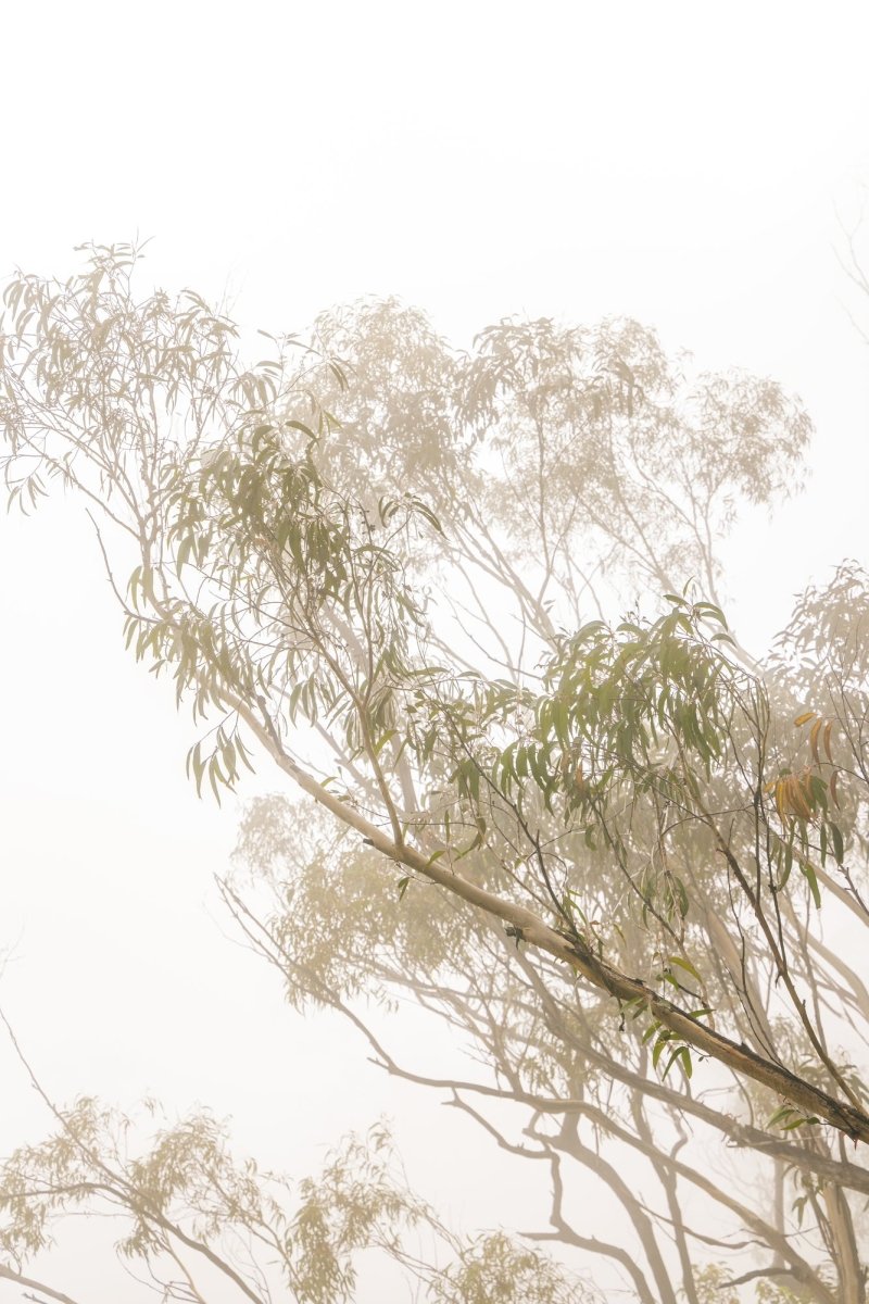 "Drizzle" Photography Print - Belinda Doyle - Australian Photographer & Resin Artist