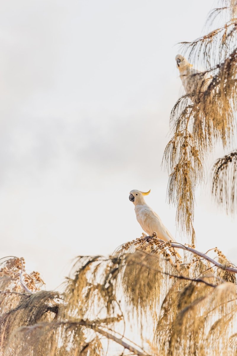 "Golden Chatter" Photography Print - Belinda Doyle - Australian Photographer & Resin Artist