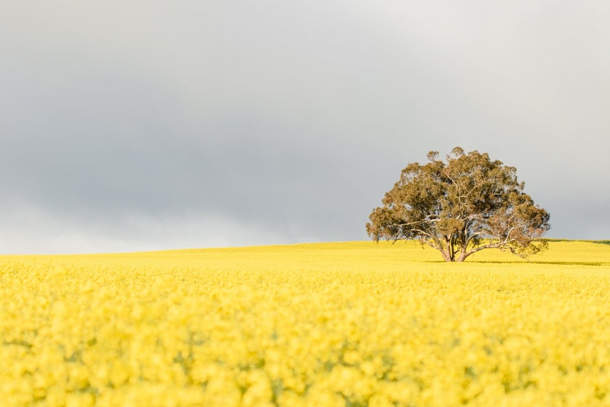 "Goldie" LS Photography Print - Belinda Doyle - Australian Photographer & Resin Artist