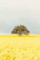 "Goldie" Photography Print - Belinda Doyle - Australian Photographer & Resin Artist