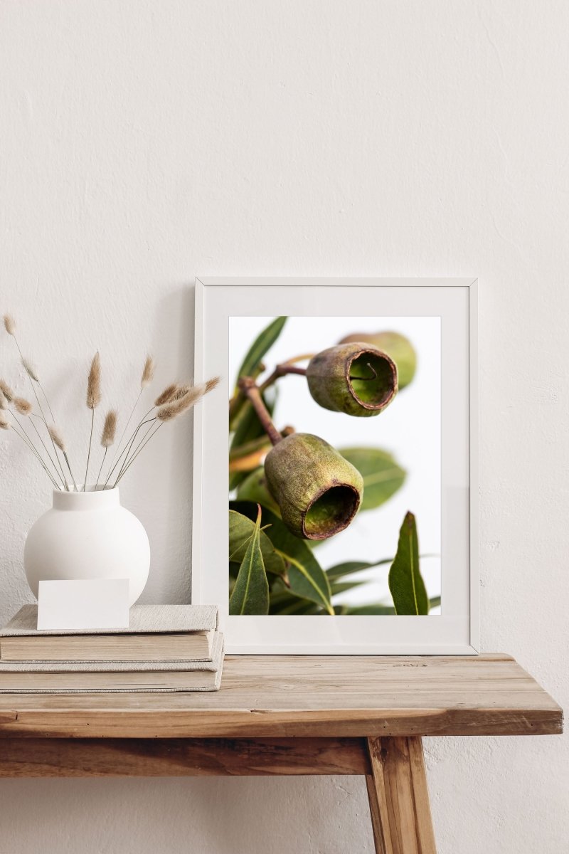 "Gumnut" Photography Print - Belinda Doyle - Resin Artist & South Coast Photographer