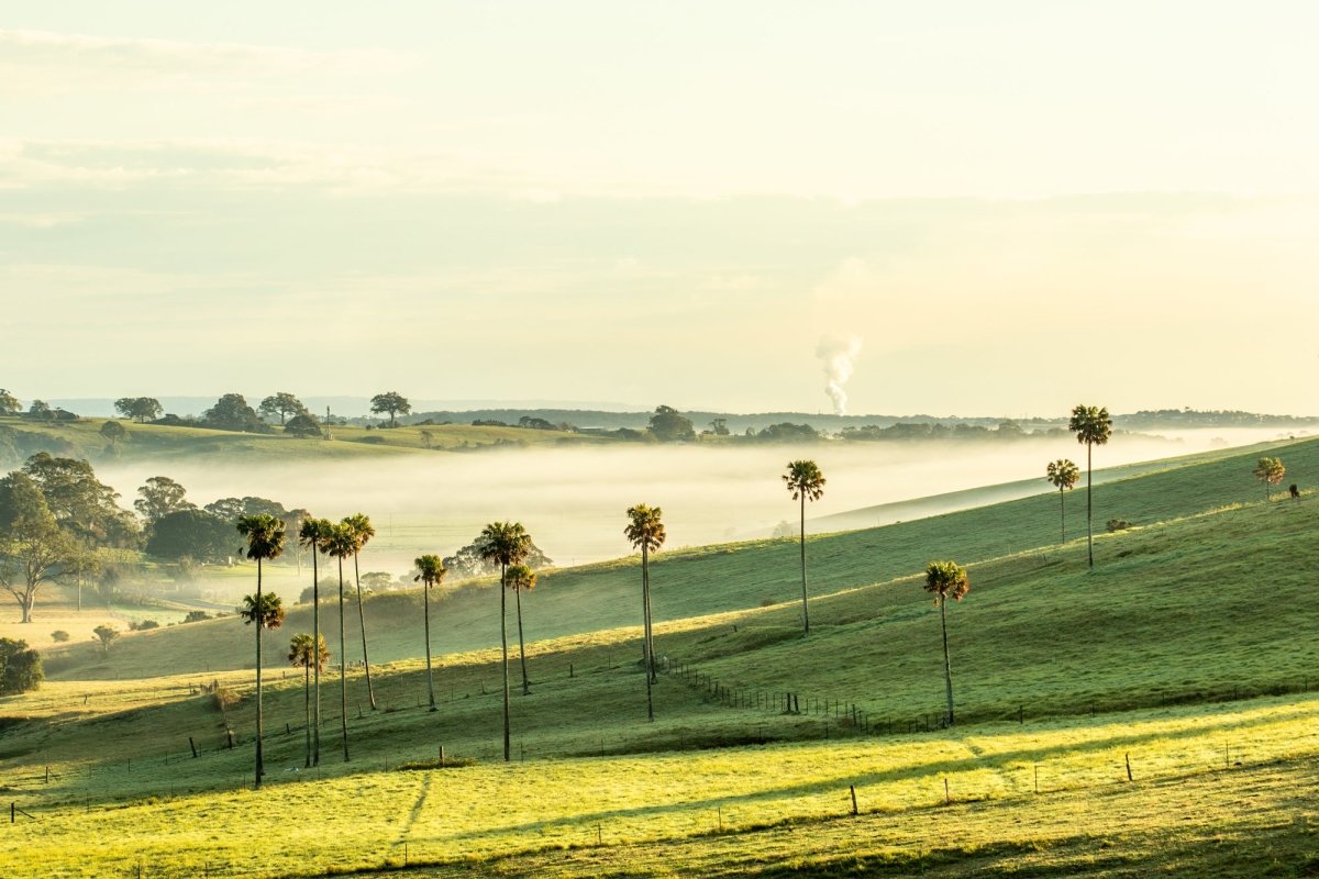 "Jerrara Palms" LS Photography Print - Belinda Doyle - Australian Photographer & Resin Artist