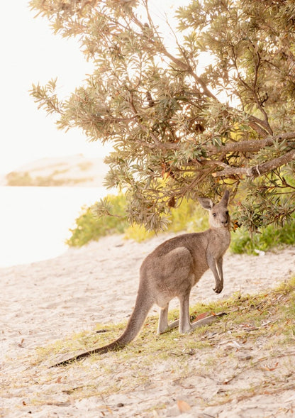 "Marlu the Kangaroo" Photography Print - Belinda Doyle - Australian Photographer & Resin Artist