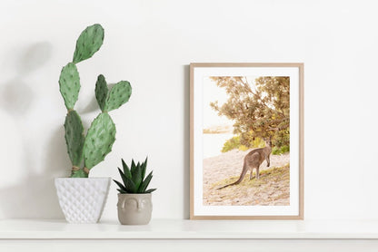 "Marlu the Kangaroo" Photography Print - Belinda Doyle - Australian Photographer & Resin Artist