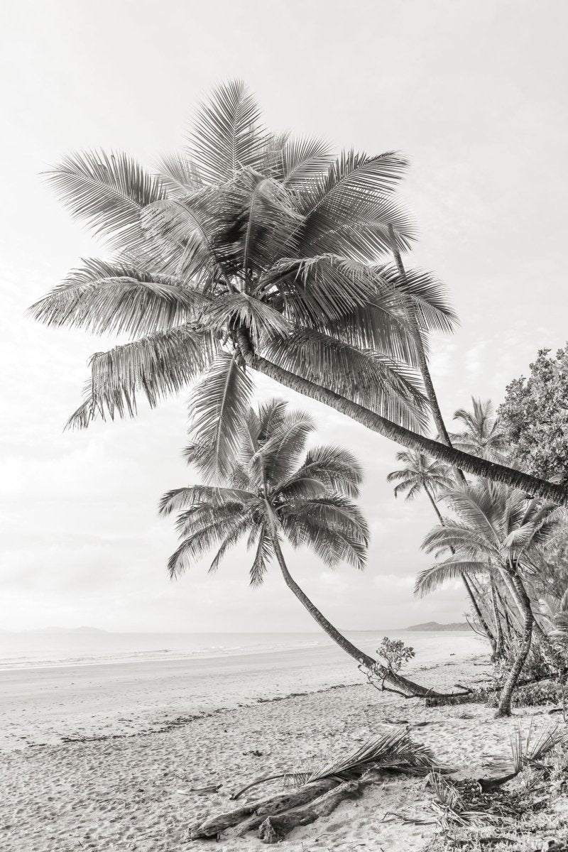 "Mission Beach Palms" BW Photography Print - Belinda Doyle - Australian Photographer & Resin Artist