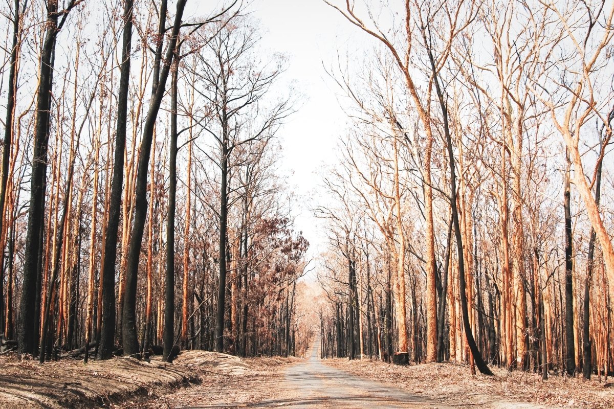 "Mount Agony Road" Photography Print - Belinda Doyle - Resin Artist & South Coast Photographer