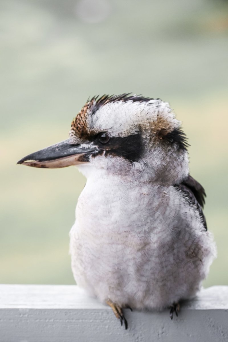 "Mumble" Photography Print - Belinda Doyle - Australian Photographer & Resin Artist