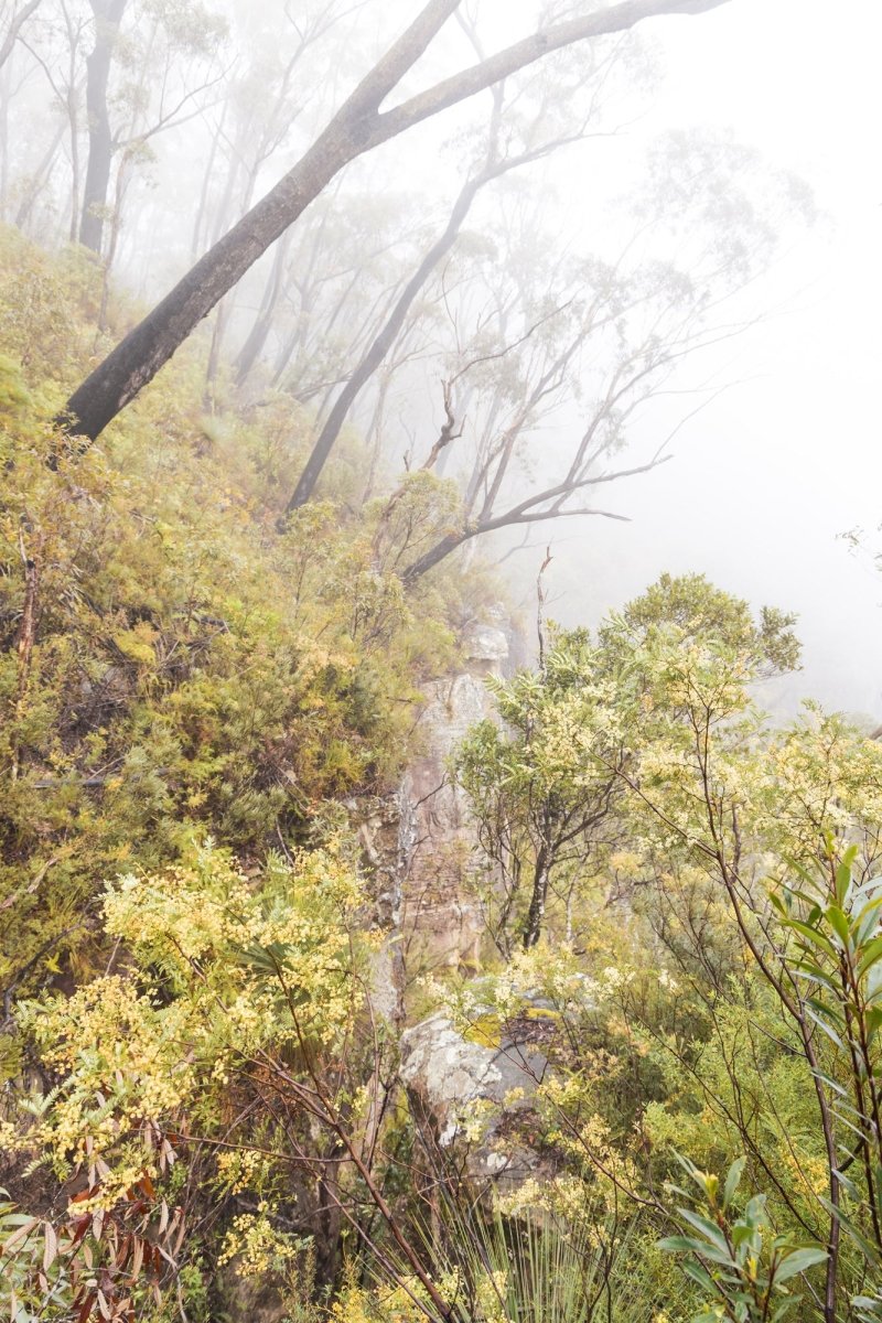 "Native Fog" Photography Print - Belinda Doyle - Australian Photographer & Resin Artist