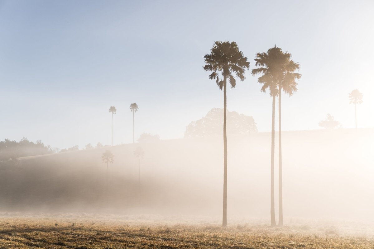 "Palm Valley" LS Photography Print - Belinda Doyle - Australian Photographer & Resin Artist