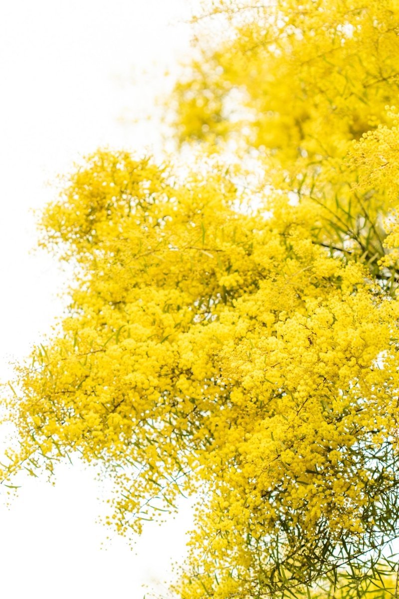 "South Coast Wattle" (P) Photography Print - Belinda Doyle - Australian Photographer & Resin Artist
