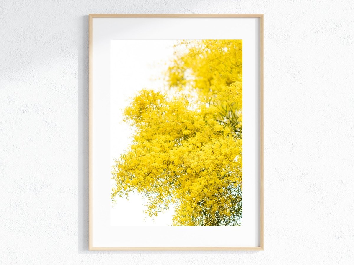 "South Coast Wattle" (P) Photography Print - Belinda Doyle - Australian Photographer & Resin Artist