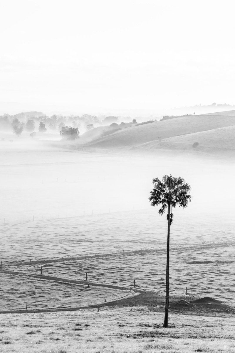 "Swamp Fog BW" Photography Print - Belinda Doyle - Australian Photographer & Resin Artist
