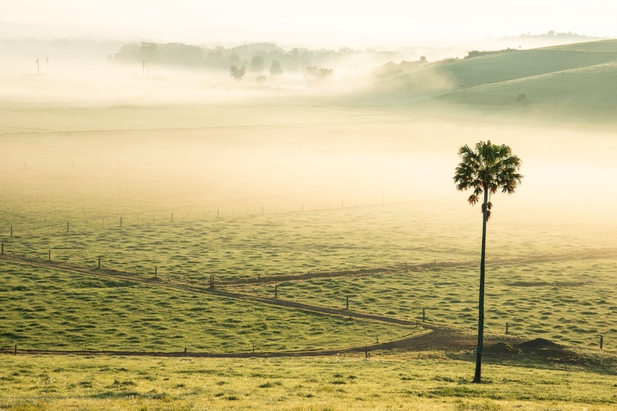 "Swamp Fog LS" Photography Print - Belinda Doyle - Australian Photographer & Resin Artist