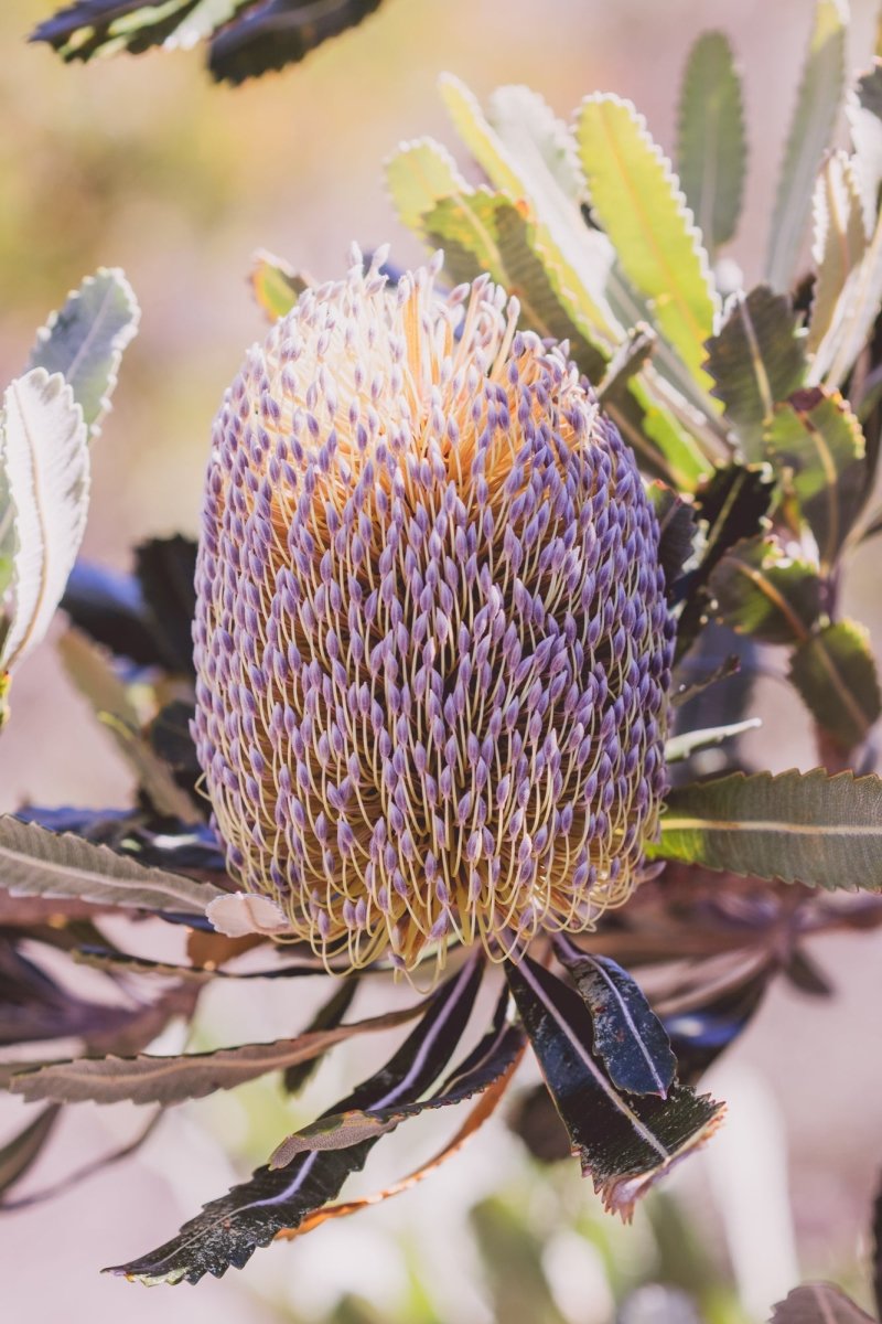 "Tinge of Mauve - Banksia" Photography Print - Belinda Doyle - Australian Photographer & Resin Artist
