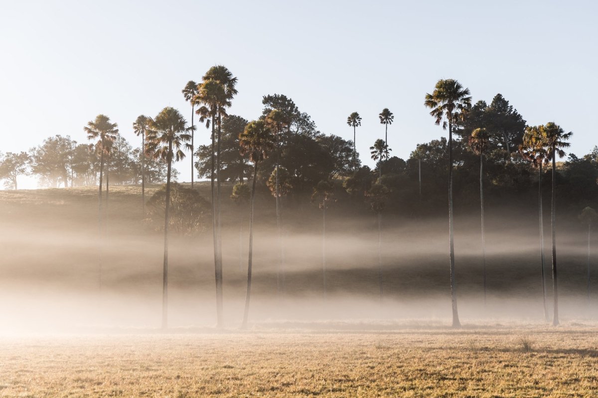 "Wispy Palms" Photography Print - Belinda Doyle - Australian Photographer & Resin Artist